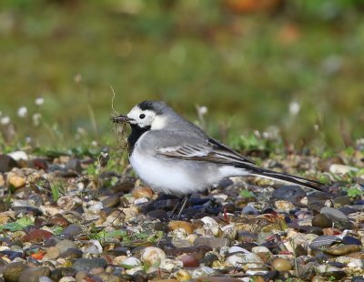 Witte Kwikstaart - White Wagtail