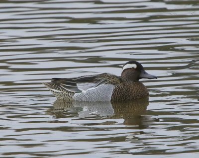 Zomertaling - Garganey
