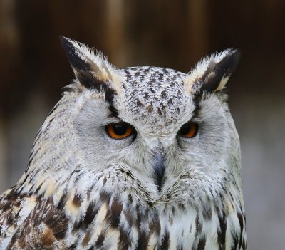 Oehoe - Eurasian Eagle Owl