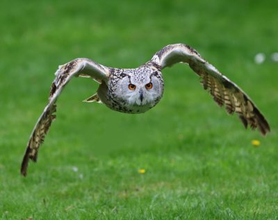 Oehoe - Eurasian Eagle Owl