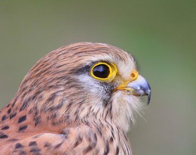 Torenvalk - Common Kestrel