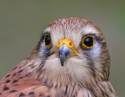 Torenvalk - Common Kestrel