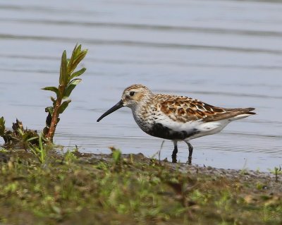 Bonte Strandloper - Dunlin