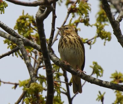 Boompieper - Tree Pipit