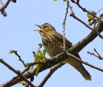 Boompieper - Tree Pipit