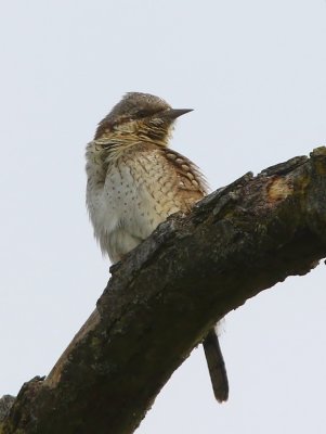Draaihals - Eurasian Wryneck