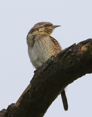 Draaihals - Eurasian Wryneck