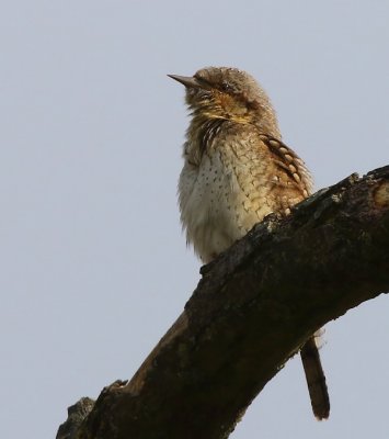 Draaihals - Eurasian Wryneck