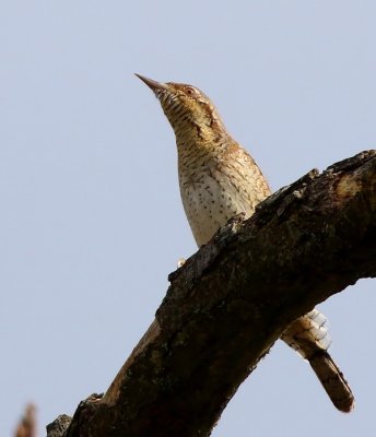 Draaihals - Eurasian Wryneck