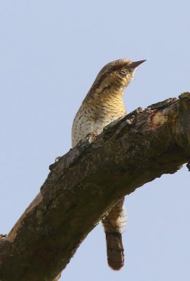 Draaihals - Eurasian Wryneck