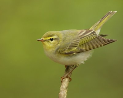 Fluiter - Wood Warbler