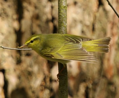 Fluiter - Wood Warbler