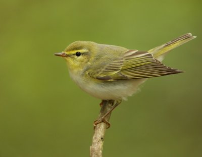 Fluiter - Wood Warbler