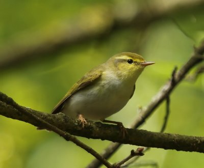 Fluiter - Wood Warbler