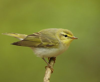 Fluiter - Wood Warbler