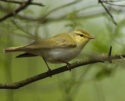 Fluiter - Wood Warbler