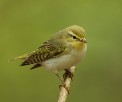 Fluiter - Wood Warbler