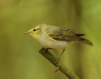 Fluiter - Wood Warbler