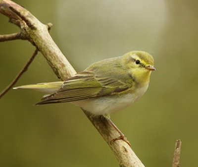 Fluiter - Wood Warbler