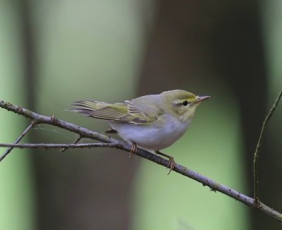 Fluiter - Wood Warbler