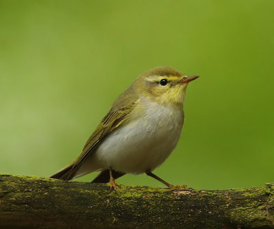 Fluiter - Wood Warbler