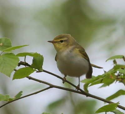 Fluiter - Wood Warbler
