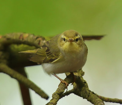 Fluiter - Wood Warbler