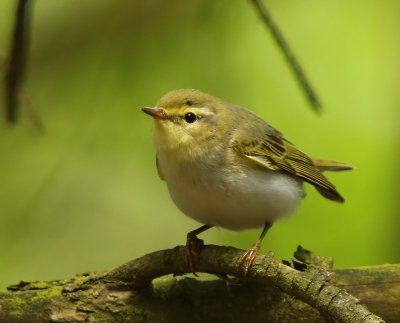 Fluiter - Wood Warbler