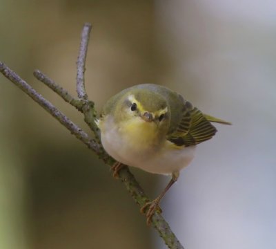 Fluiter - Wood Warbler