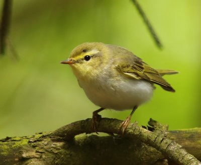 Fluiter - Wood Warbler