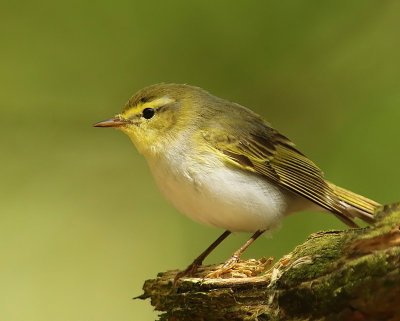 Fluiter - Wood Warbler