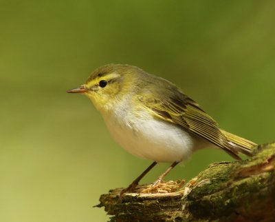 Fluiter - Wood Warbler