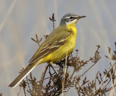 Gele Kwikstaart - Blue-headed Wagtail