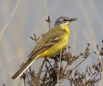 Gele Kwikstaart - Blue-headed Wagtail