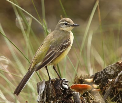 Gele Kwikstaart - Blue-headed Wagtail