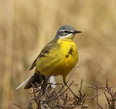 Gele Kwikstaart - Blue-headed Wagtail