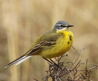 Gele Kwikstaart - Blue-headed Wagtail