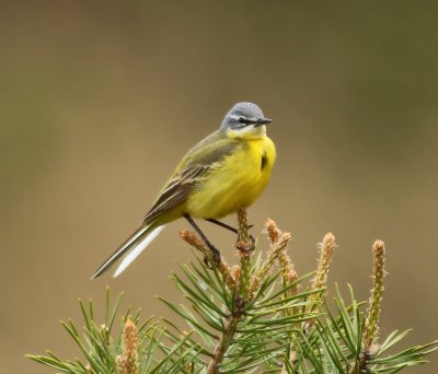Gele Kwikstaart - Blue-headed Wagtail
