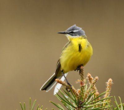 Gele Kwikstaart - Blue-headed Wagtail