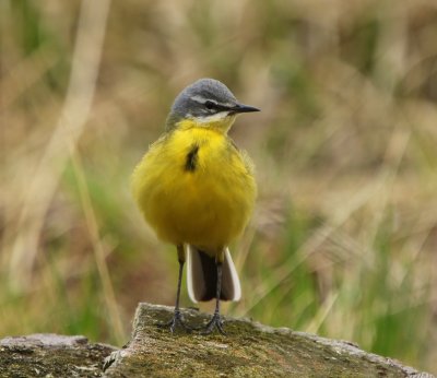 Gele Kwikstaart - Blue-headed Wagtail