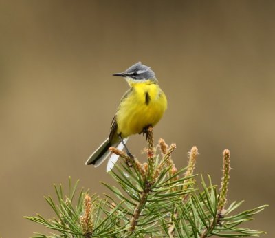 Gele Kwikstaart - Blue-headed Wagtail