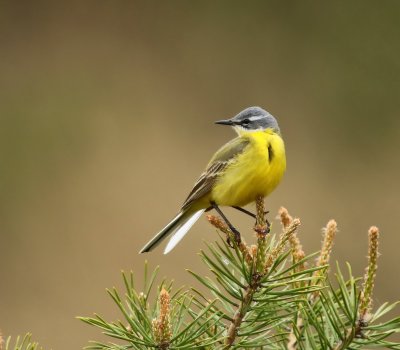 Gele Kwikstaart - Blue-headed Wagtail