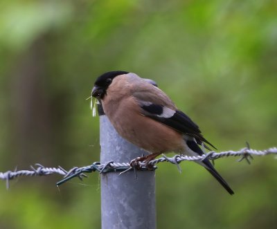 Goudvink - Eurasian Bullfinch