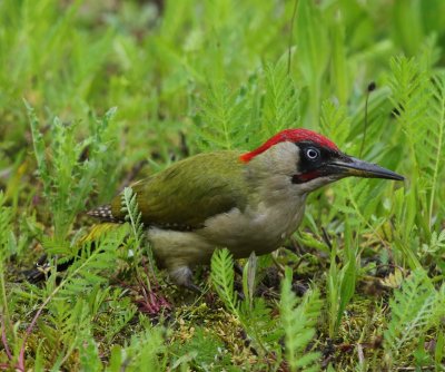 Groene Specht - European Green Woodpecker