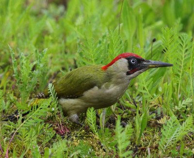 Groene Specht - European Green Woodpecker