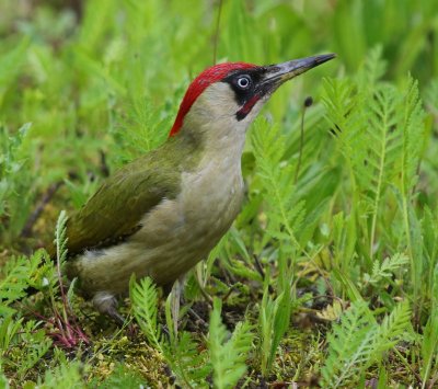 Groene Specht - European Green Woodpecker