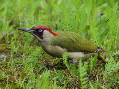 Groene Specht - European Green Woodpecker