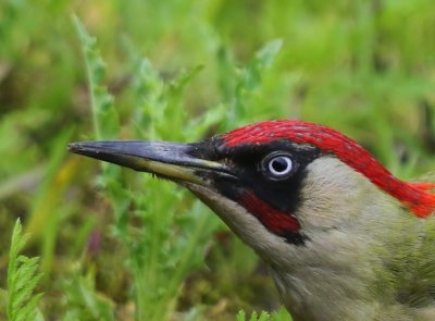 Groene Specht - European Green Woodpecker