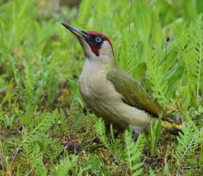 Groene Specht - European Green Woodpecker