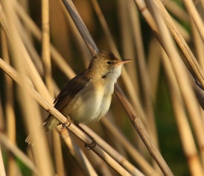 Kleine Karekiet - European Reed Warbler